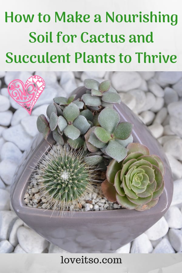 How to Make a Nourishing Soil for Cactus and Succulent ...