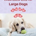 Best Memory Foam Washable Bed for Large Dogs